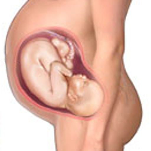 Pregnancy Calculator icon