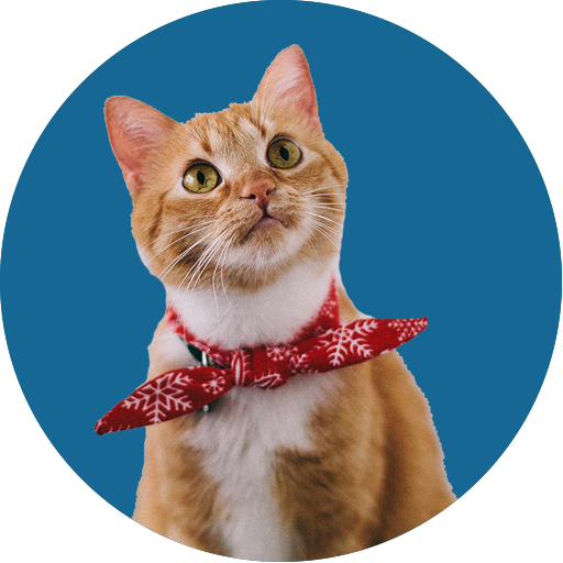 Foorti Talking Tom icon