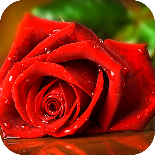 Red Rose Live Wallpaper icon
