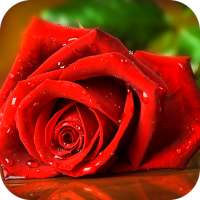 Red Rose Live Wallpaper