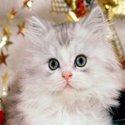 Cute Kittens Wallpapers icon