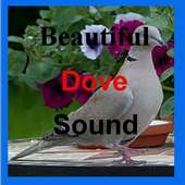 Beautiful Dove Sounds on 9Apps