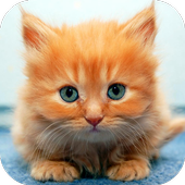 Ginger Cat Live Wallpaper icon