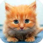 Ginger Cat Live Wallpaper
