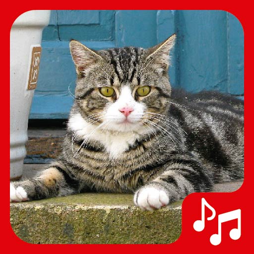 Free Cat Sounds for Cell Phone, Ringtones and SMS. icon