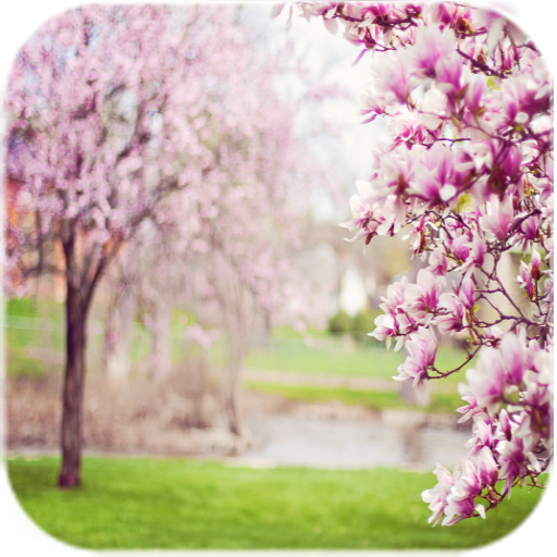 Spring Live Wallpaper icon
