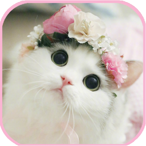 cat Wallpapers - cute kitten images أيقونة