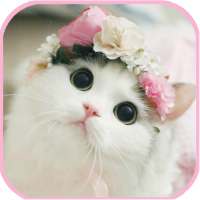 cat Wallpapers - cute kitten images on 9Apps