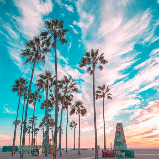 Beach Palm Tree Wallpaper icon