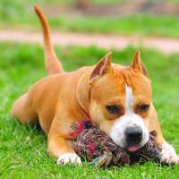 AmStaffs Dog Simulator