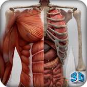 Human Anatomy 3D: Male body structure on 9Apps