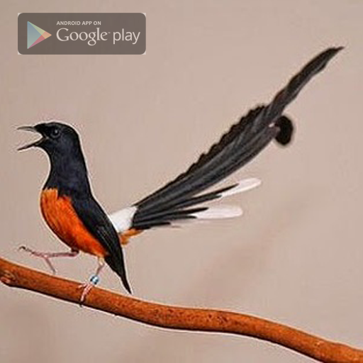 Kicau Murai Master icon