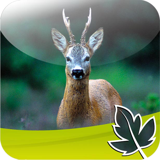 Roebuck Hunt icon