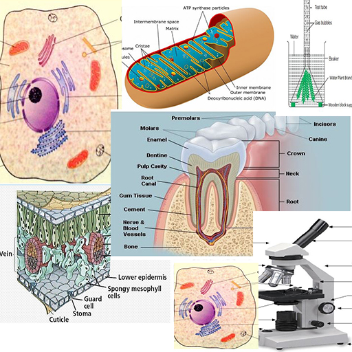 Biology Notes Form 1 icon