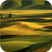 Elegant nature. Live wallpaper icon