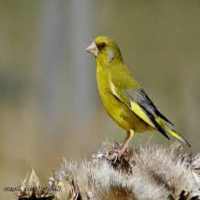 كانتو verderon on 9Apps