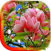 Flowers Spring live wallpaper