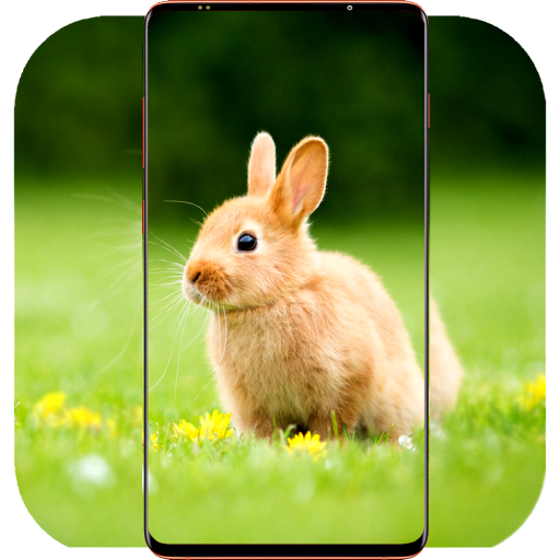 Rabbit Wallpaper HD icon