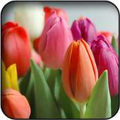 Wallpapers tulipas