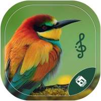 Latest Bird Ringtones 2021 on 9Apps