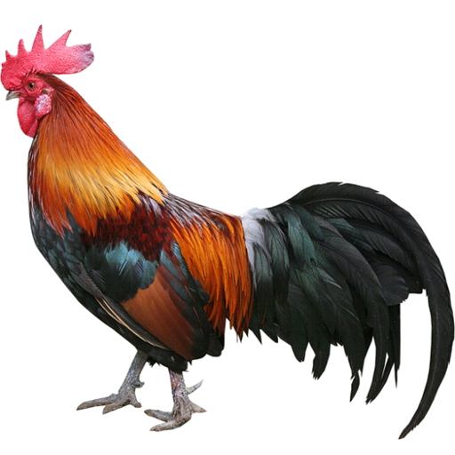 Chicken Sounds icon