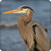 Heron Bird Call Sound Ringtone icon