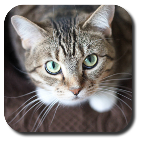 Sassy Cat Live Wallpaper icon