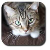 Sassy Cat Live Wallpaper