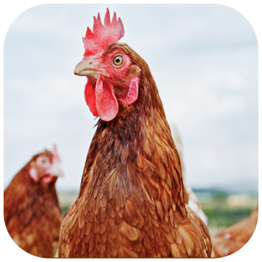 Farmer Friendly poultry app icon