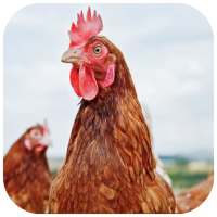 Farmer Friendly poultry app
