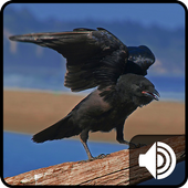 Crow Sounds icon