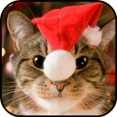 Cute Christmas Cats Wallpapers icon