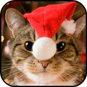 Cute Christmas Cats Wallpapers