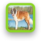 Saint Bernard Dog Wallpaper icon