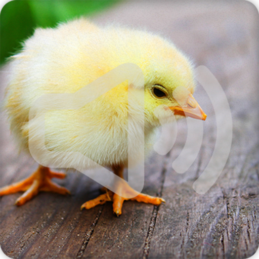 Chicken Sounds Ringtone icon