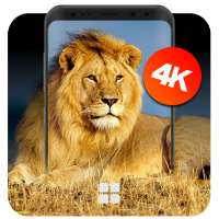 Lion Wallpapers | UHD 4K Wallpapers on 9Apps