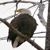 Birds live wallpaper icon