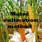 ভুট্টা চাষের উপায়