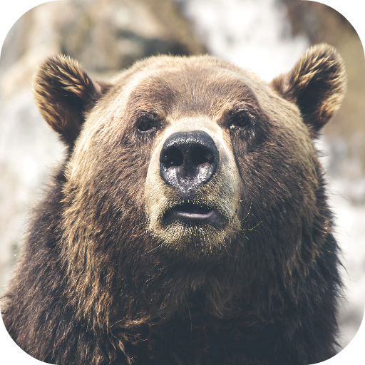 Bear Wallpapers icon