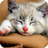 Cute Cat Live Wallpaper icon