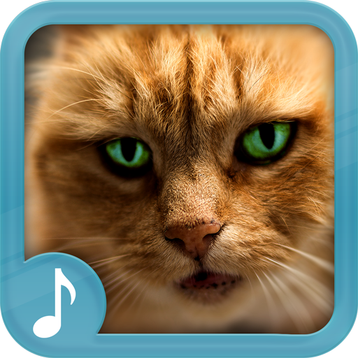 Meowing Cat Sounds Ringtones 2019 icon