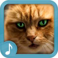 Meowing Cat Sounds Ringtones 2019 on 9Apps