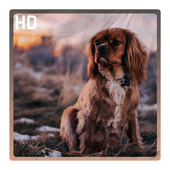 Dog wallpaper icon