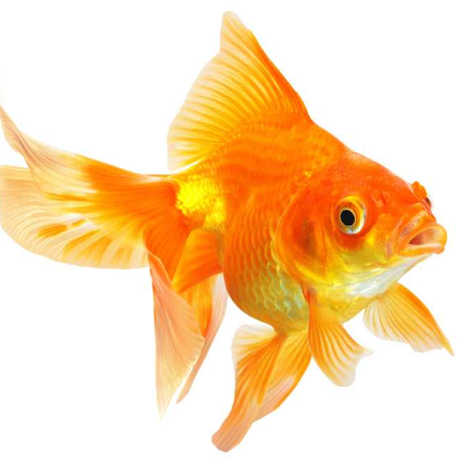 Goldfish Live Wallpaper icon