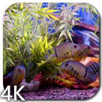 Aquarium Video Wallpaper on 9Apps