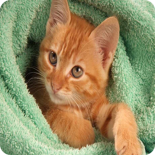 How To Wash a Cat icon