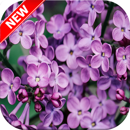 Lilac Wallpaper icon