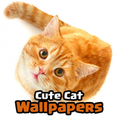 Cute Cat Wallpapers icon