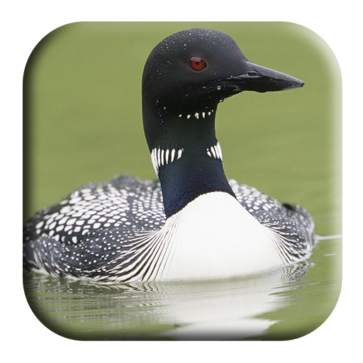 Loon Sounds icon