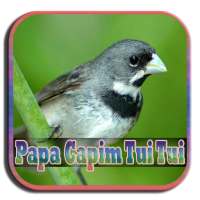 Papa Capim Tui Tui on 9Apps